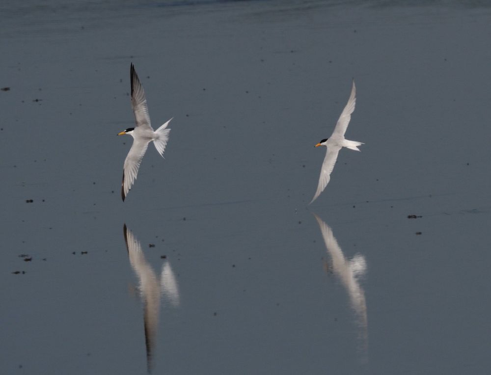 Little Tern