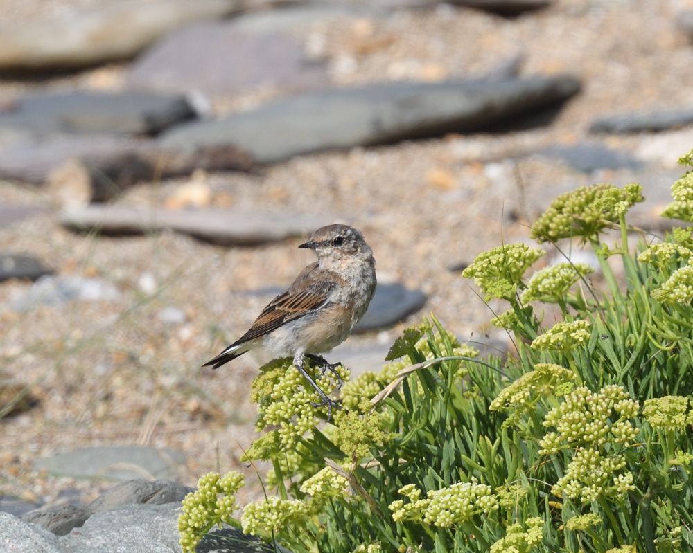 Juv Wheatear