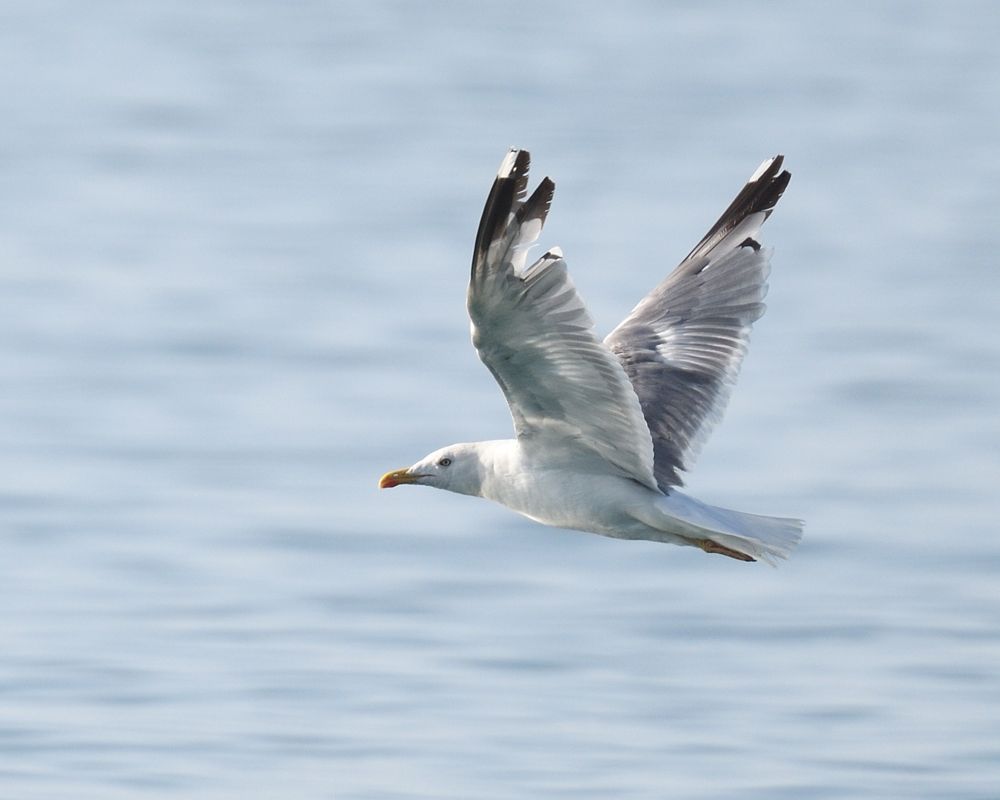 Yellow-legged Gull