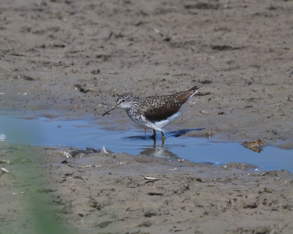 Green Sandpiper