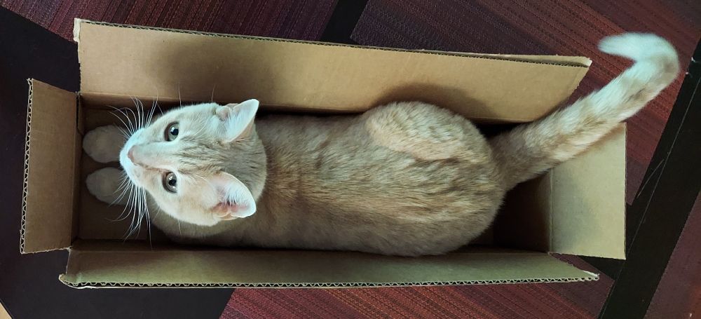 Photo of a buff orange tabby cat fitting snugly into a long narrow cardboard box as seen from above.