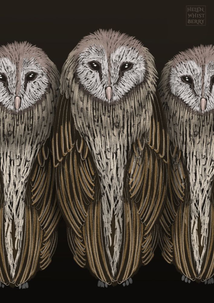 Drawing of 3 barn owls squeezed into the frame so that the ones on left and right are partially cut off. They are drawn in a loose impressionistic manner and are staring out at the viewer in a possibly judgmental way.