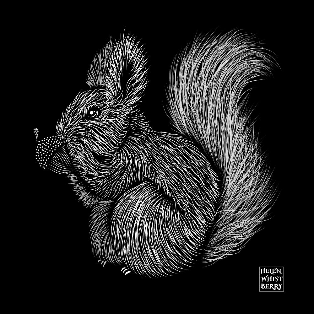 Drawing in white ink against a black background of a red squirrel with fluffy tall ears and tail. It is holding an acorn to its mouth.