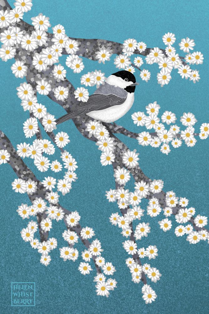 Illustration of a black-capped chickadee perched amid gray branches and fanciful looking tiny white daisy-like blooms with yellow centers. The bird is a small song bird with white chest and head, gray wings, and distinctive black patches on top of the head and on the throat. The background is blue sky.