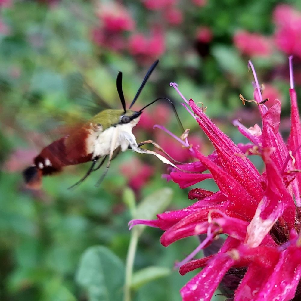 Photo of a hummingbird moth with brown fuzzy body, green top of its head and white underneath and long black proboscis and antennae. The wings of the insect are moving so fast that they are invisible in the image. The moth is sipping from the long tube like petals of a red bee balm flower.