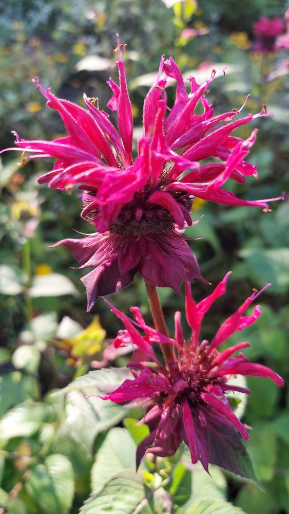 Close up picture of purple-red bee balm blooms with long spiky individual blooms emerging in a burst of enthusiasm from a central ball-like structure.