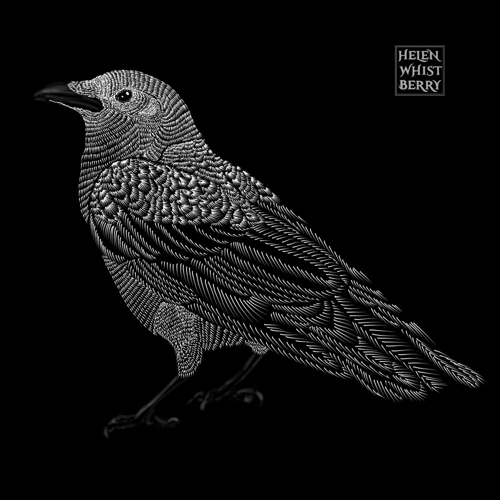 Drawing in white ink against a black background of a crow in profile but with its back slightly turned to viewer so they can see the pattern of its wings and tail feathers