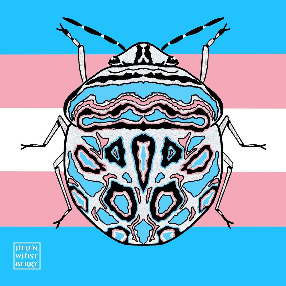 Art piece of a digital drawing of a Picasso bug, so named because of the extravagant surrealist pattern on its shell. A white bug with Rorschach test like patterns of black, blue, and pink on its back. The colors in this one have been tweaked to echo the colors of the trans flag. The background of the drawing is the blue, pink, white, pink, blue stripes of the trans flag.