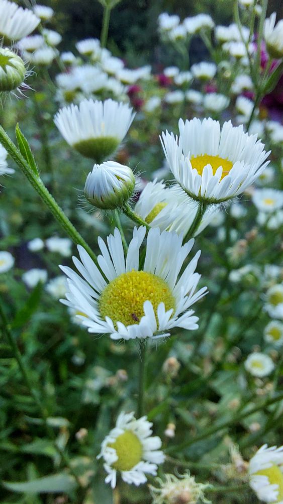 A close up photo of the flea bane showing the delicate white petals and yellow center in greater detail.