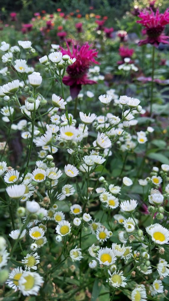 Photo showing a crowded mass of tiny white flowers with spiky petals and yellow centers. There are red-purple bee balm blooms visible in the background.