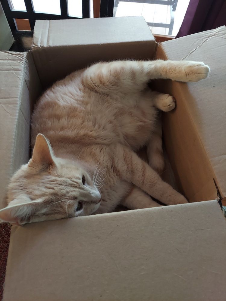 Buff orange tabby cat lounging in a cardboard box with one hind leg sticking out and head propped against side in laid back manner