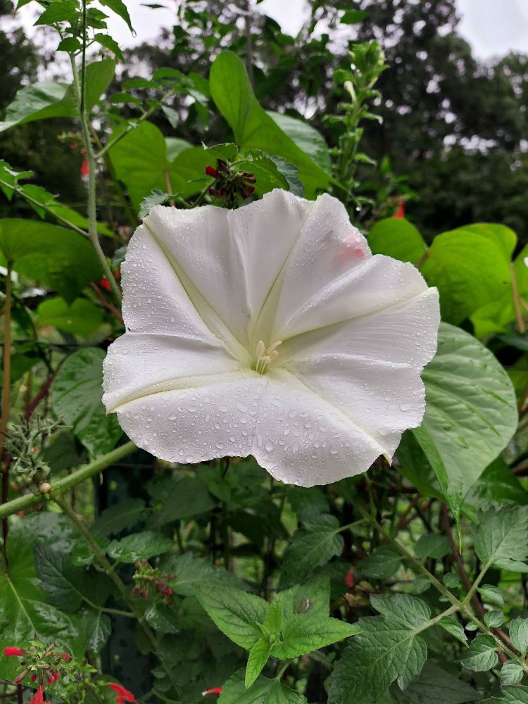 Large white trumpet-shaped bloom with faintly seen light green lines and center. It is surrounded by green leaves and vines.