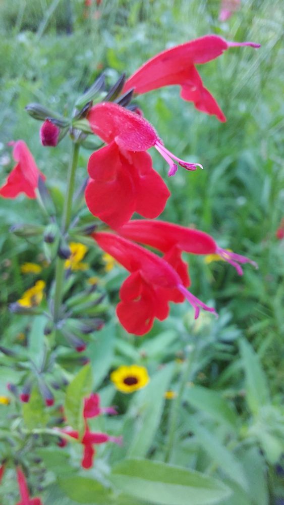 Bright red cardinal flowers. There are individual red bell-like blooms emerging all along a central tall green stem. Other wildflowers can vaguely be seen in the blurred background.