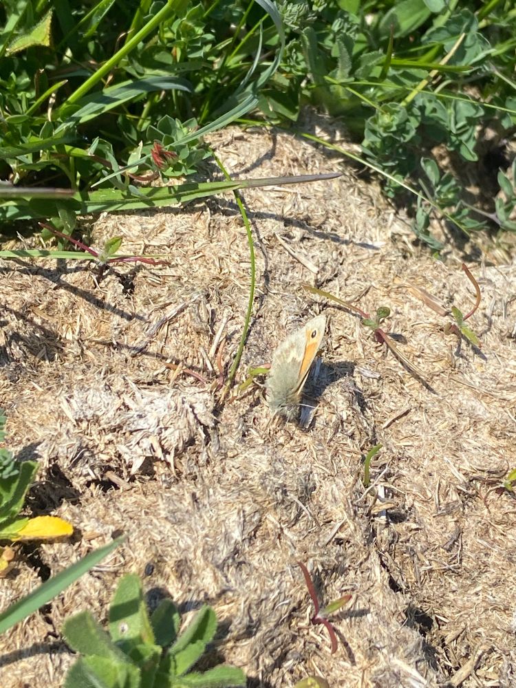 A small heath butterfly resting on the ground 