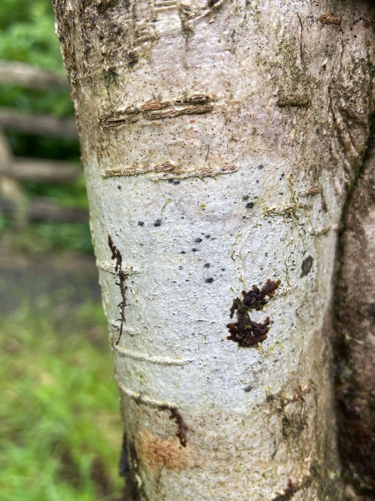Arthonia ilicina on a rowan branch with dark spots on a pale thallus 