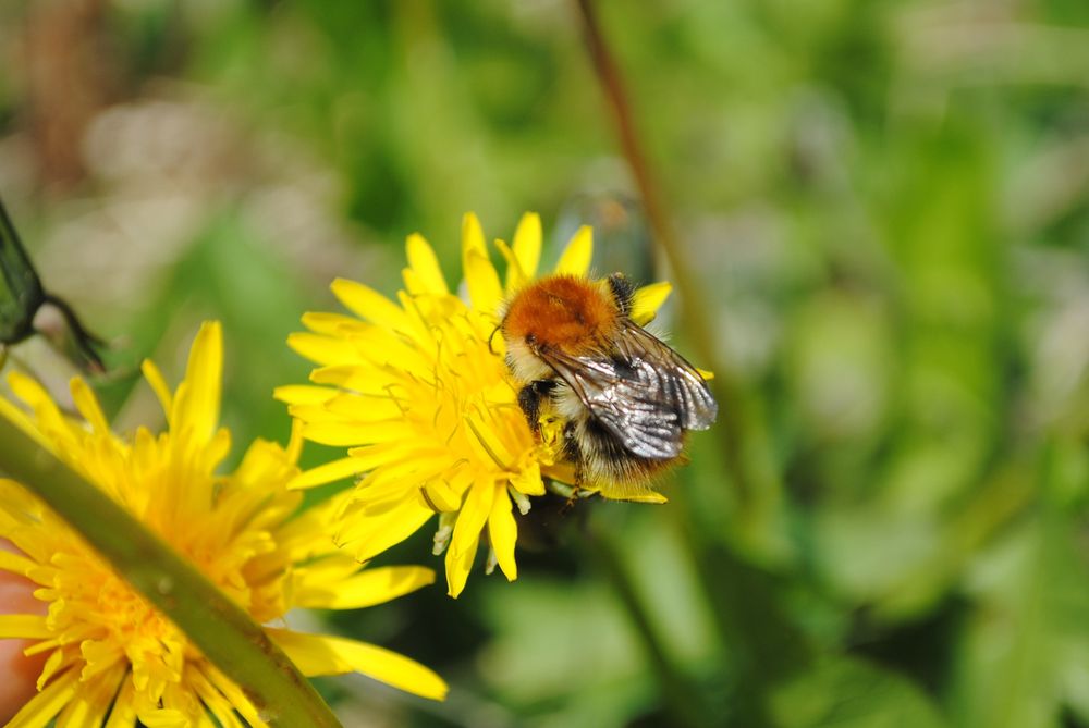 A common carder bumblebee feeding on a dandelion 