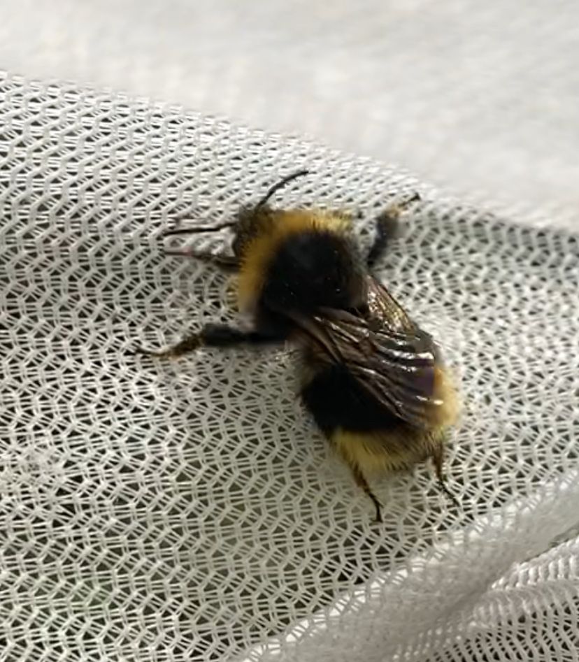 Bombus sylvestris in a net 