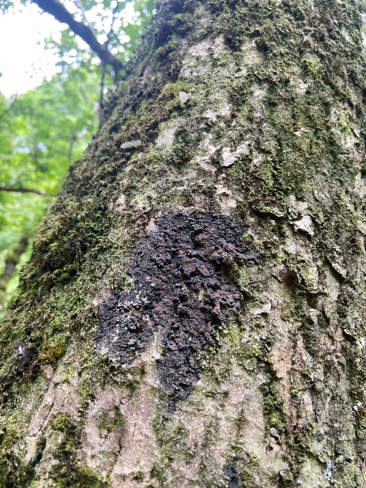 A dark lichen (Pannaria rubiginosa) with orange-pink fruiting bodies on ash ash 