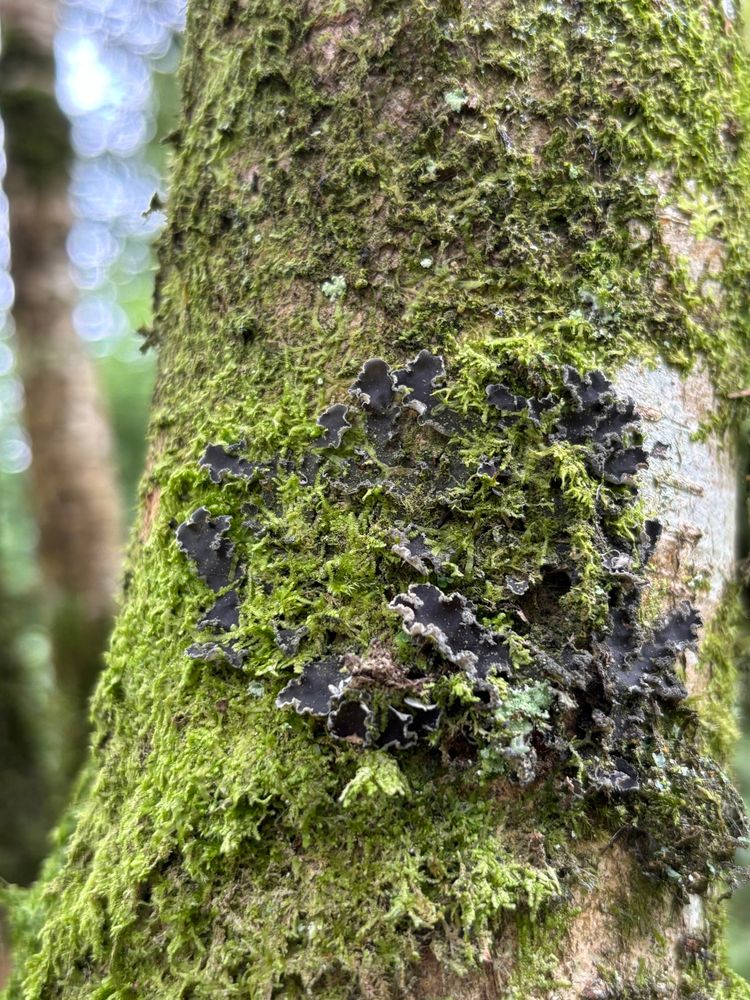 A lichen called Peltigera collina growing on a mossy trunk 