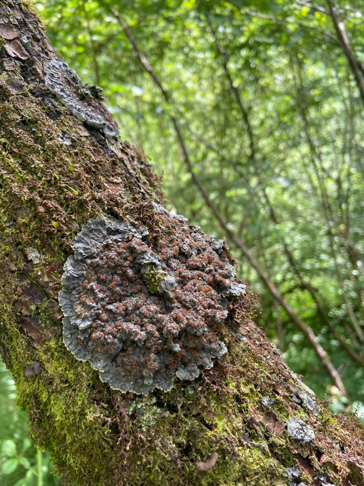 A foliose lichen (Pectenia plumbea) on a willow branch 