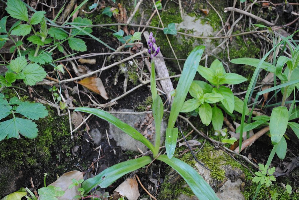 A purple orchid growing among mossy rocks