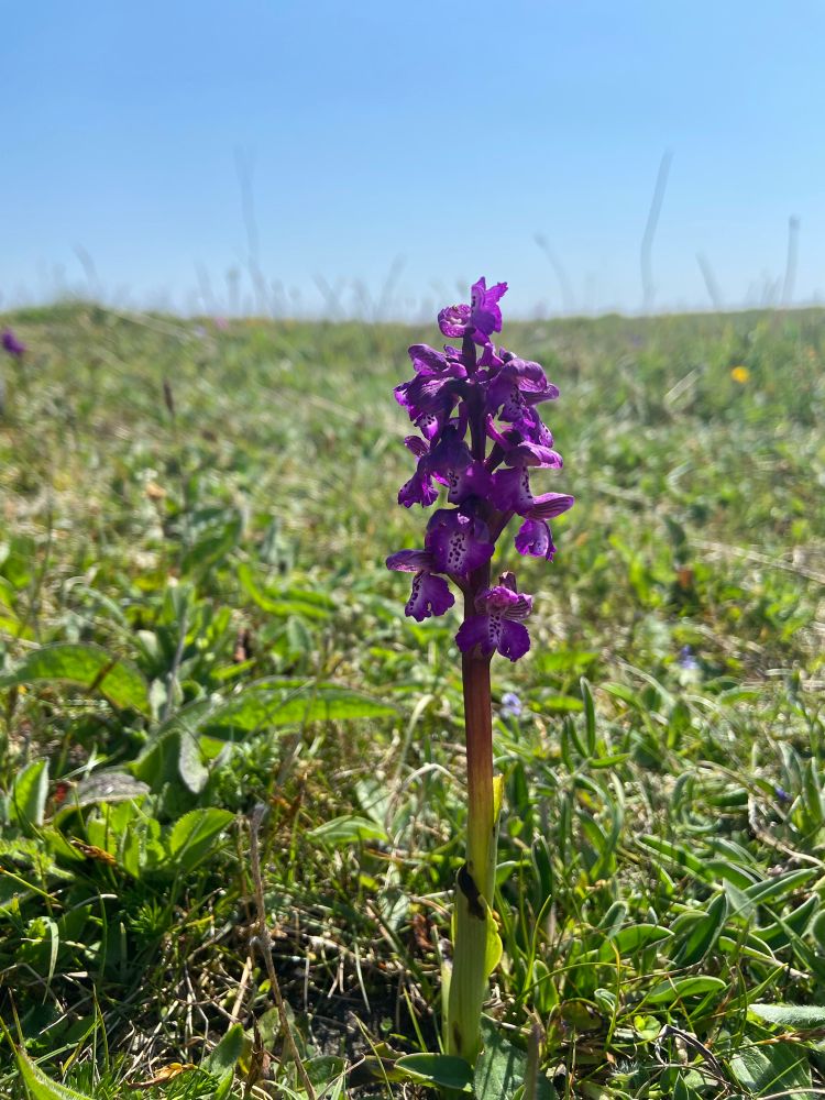 A purple orchid on a short grassy sward 