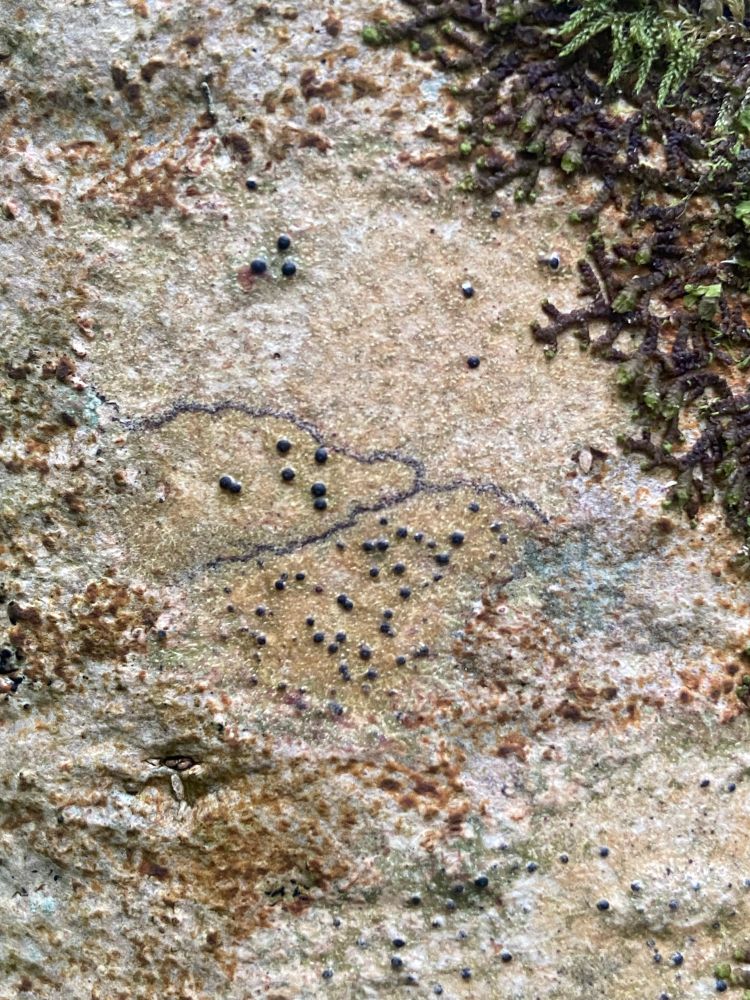 An assortment of crustose lichens on a young ash tree. Pyrenula macrospora in the centre with large black apothecia