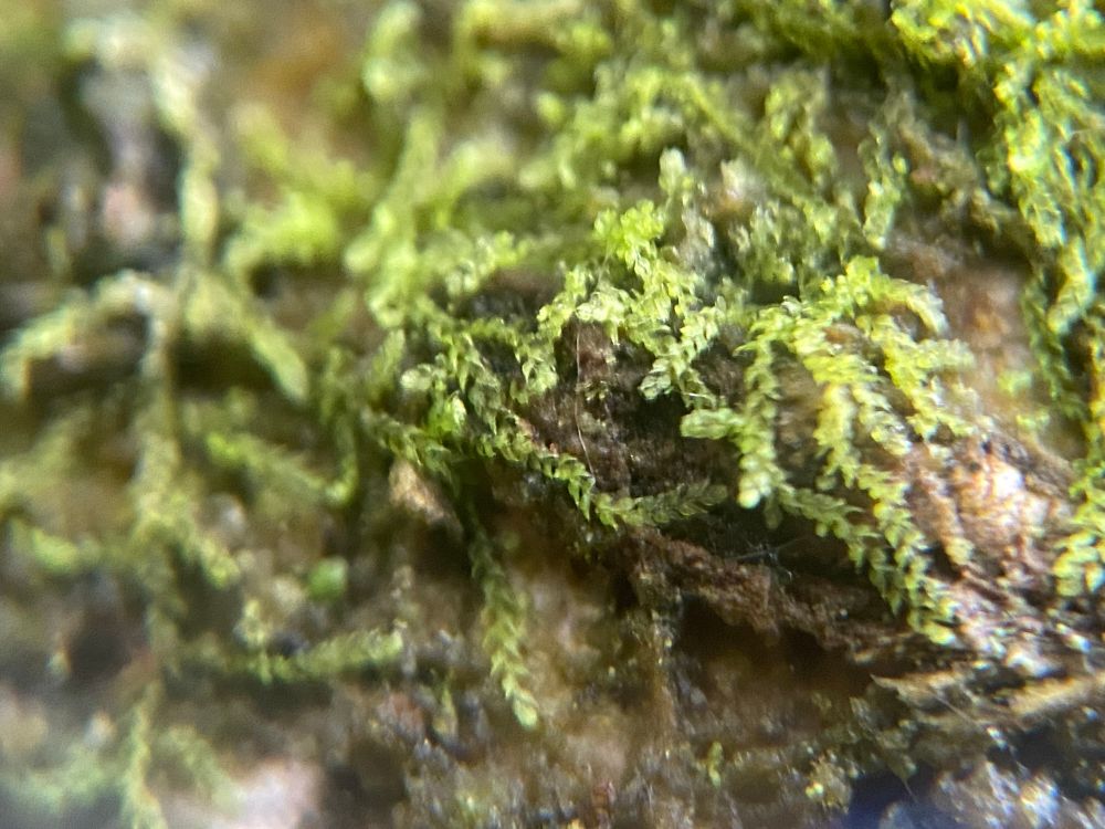 The tiny hyperoceanic liverwort Drepanolejeunea hamatifolia growing on a a rowan 