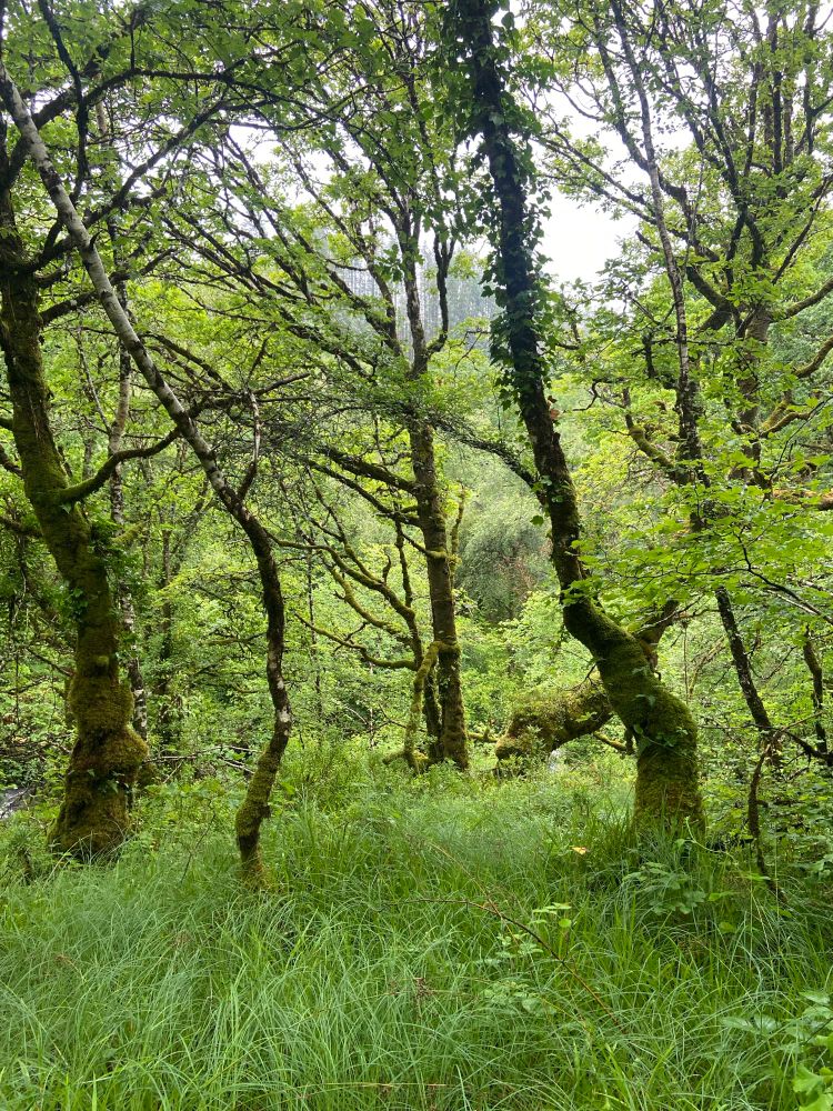 A lush temperate rainforest with trees covered in mosses and ferns 