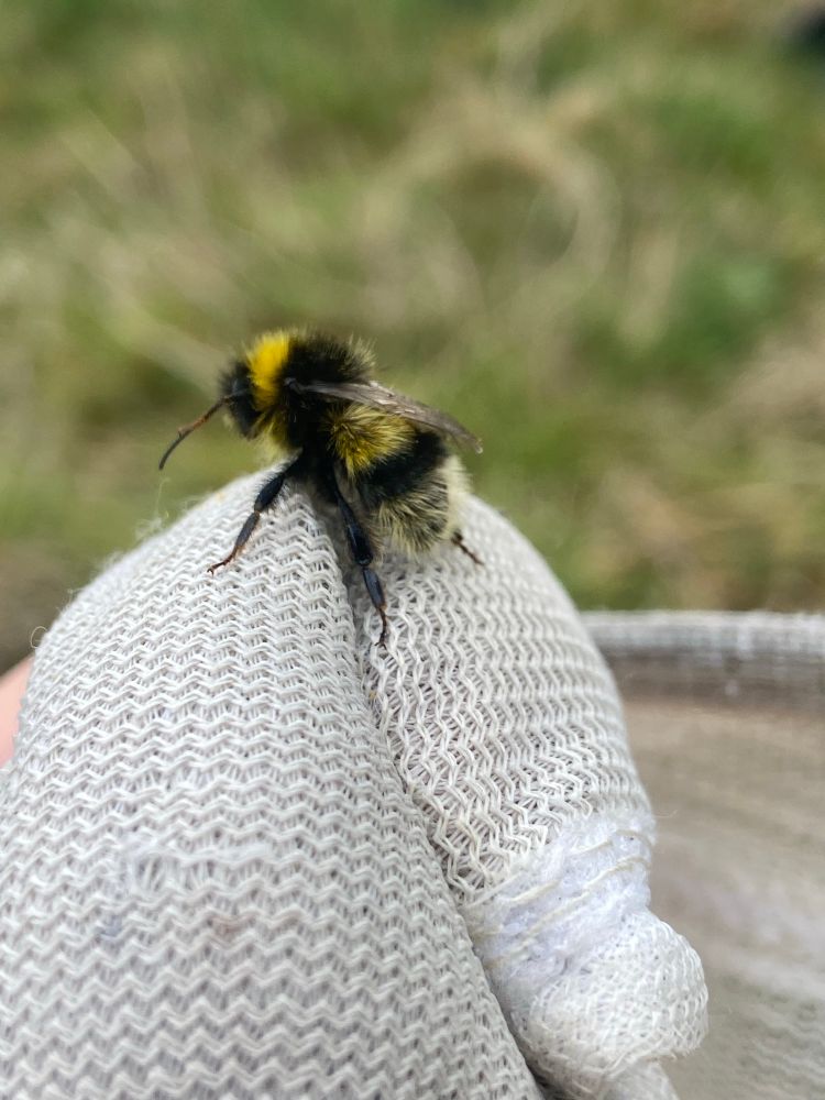 Bombus lucorum agg. in a net 