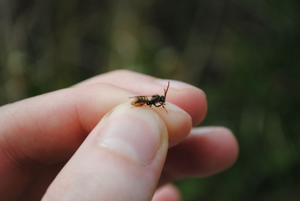 A small nomad bee between my fingers 