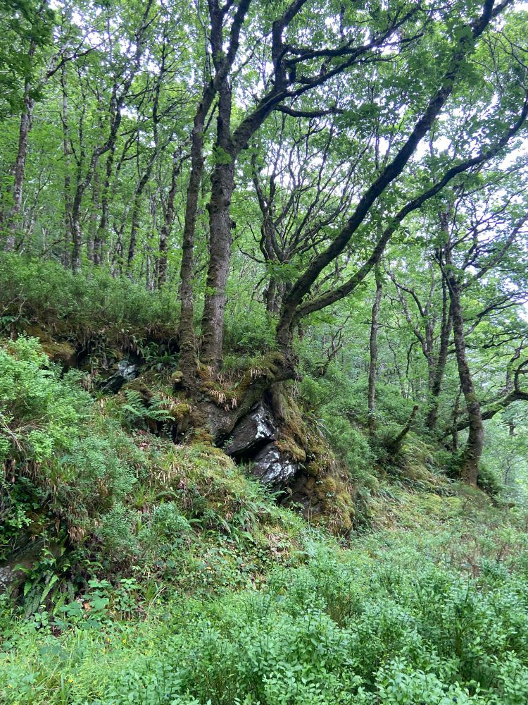 Oak-birch woodland with rocky outcrops and boulders. Bilberry in the foreground
