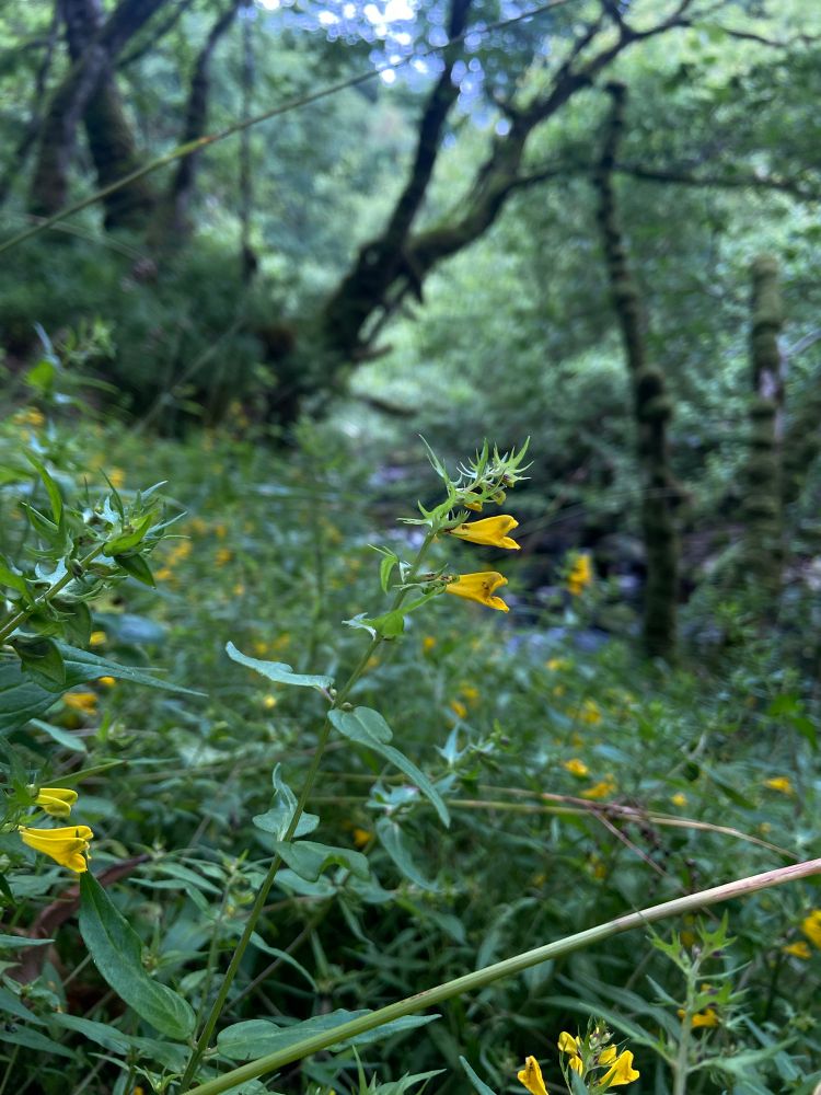 A yellow flower (Melamprynum pratense/cow-wheat) with a forest backdrop.