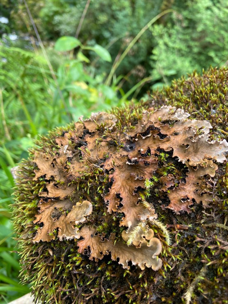 Peltigera praetextata lichen growing on mossy wall