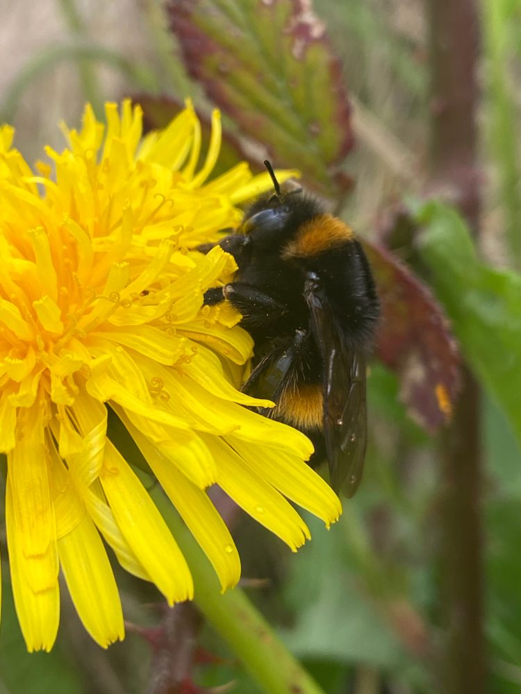 Bombus terrestris resting on a dandelion 