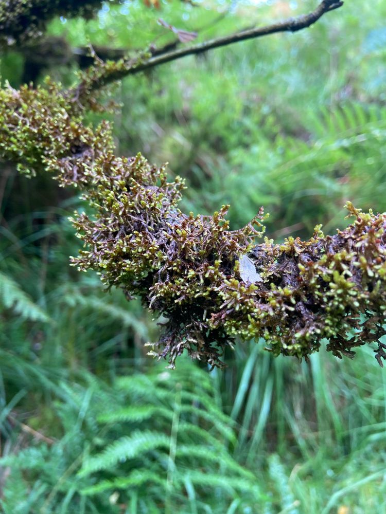 Abundant epiphytes growing on oak twigs 