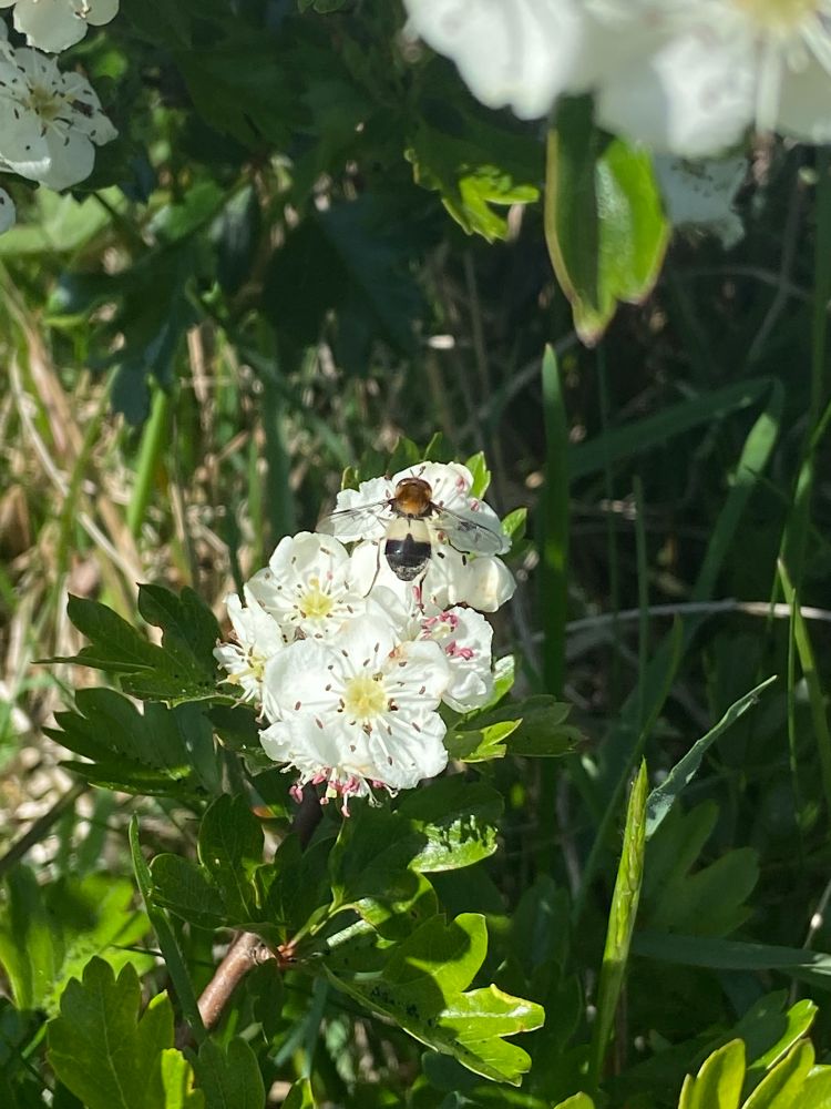 A hoverfly called Leucozona lucorum on hawthorn blossom 