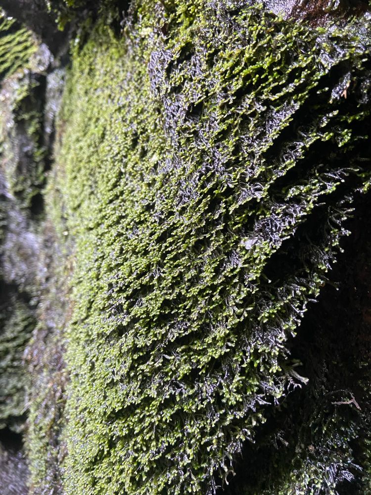 A large colony of the semi-aquatic liverwort Jubula hutchinsiae near a waterfall 