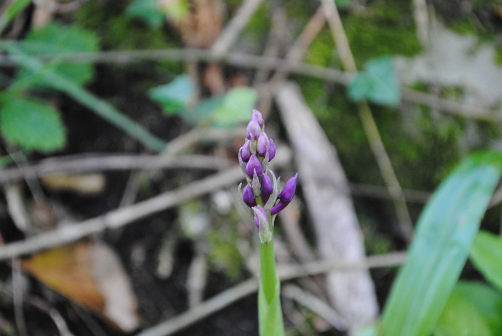 The flower head of an orchid with vegetation behind 