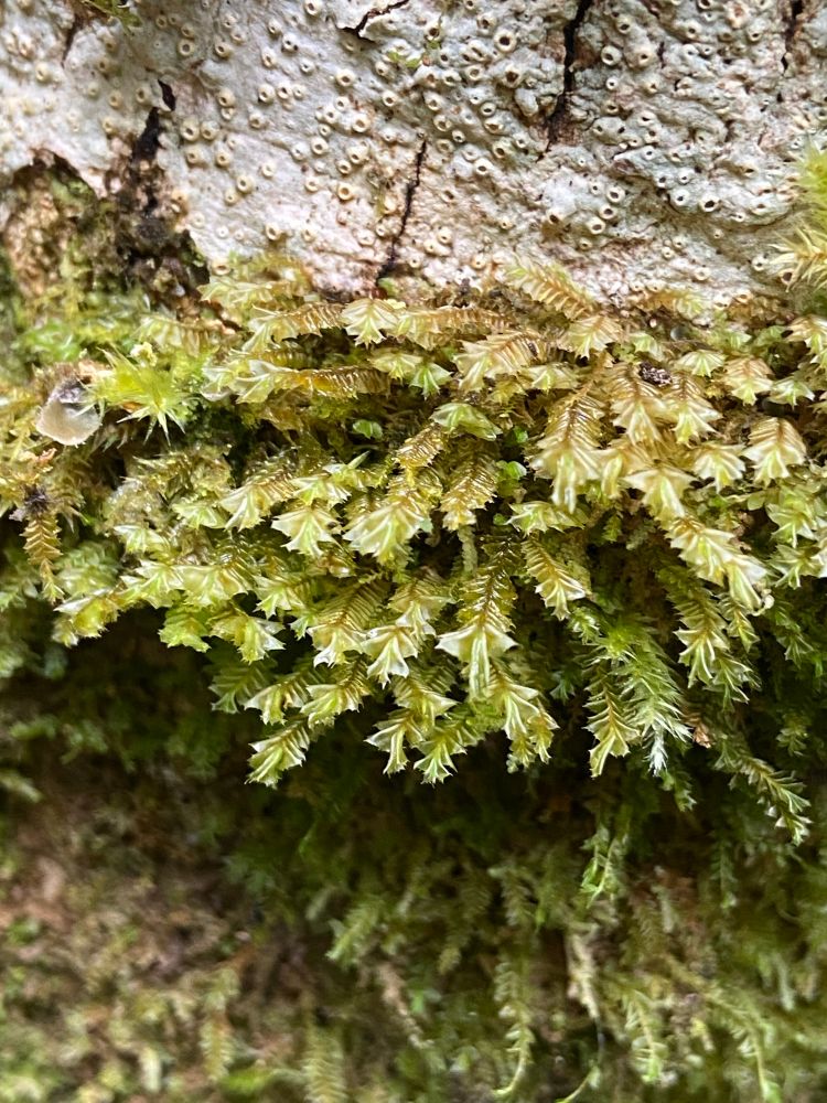 A small colony of the oceanic liverwort Plagiochila bifaria growing on an ash tree 