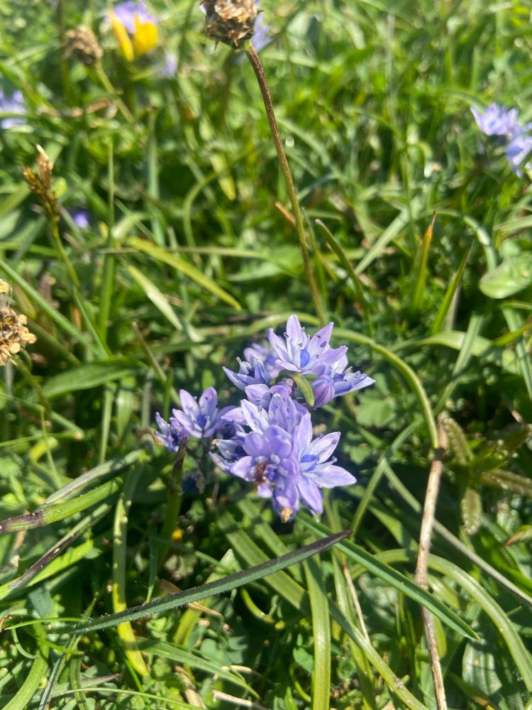 Spring squill on short grassland 
