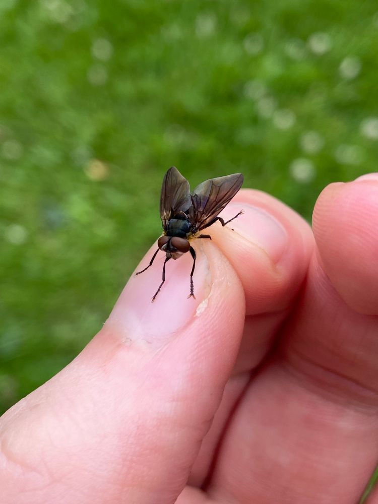 Phasia hemiptera between my fingers 