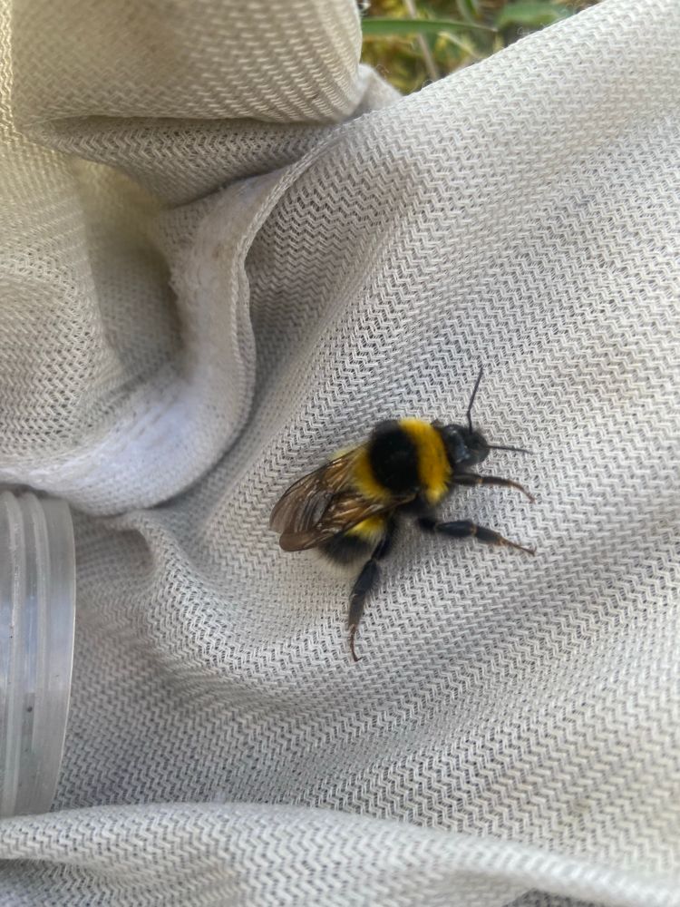 Bombus hortorum in a net