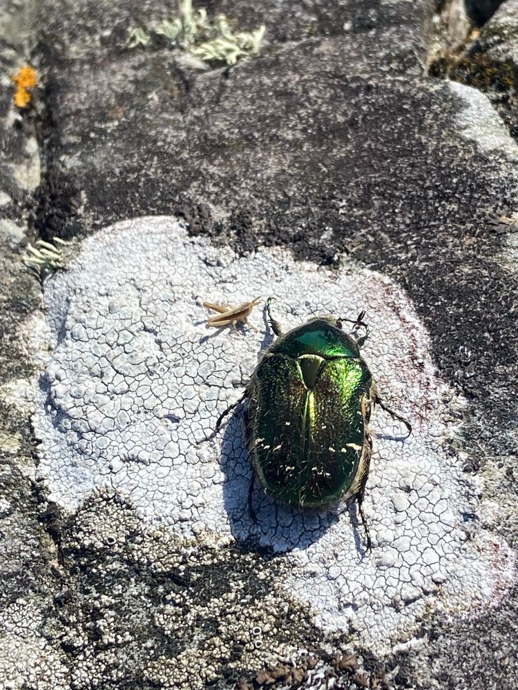 A large green beetle on a rock (Rose chafer)