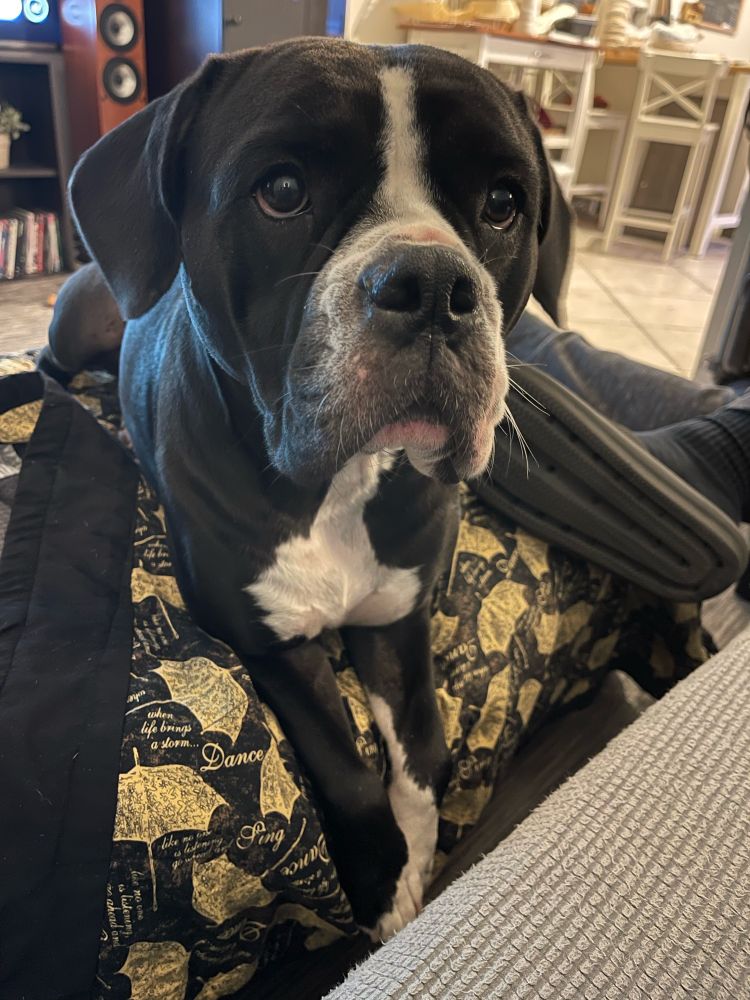 Black bully-boxer breed dog with white snout and white chest sitting on an ottoman. 