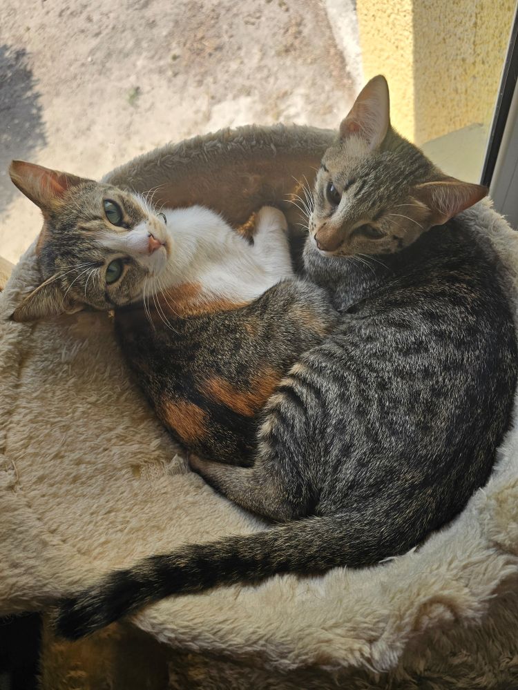 A tabbyco cat lies in a hammock, staring up at the camera with big, green eyes. She has a grey tabby kitten, approximately 4 months old, laying on top of her, and she seems very resigned to her fate.