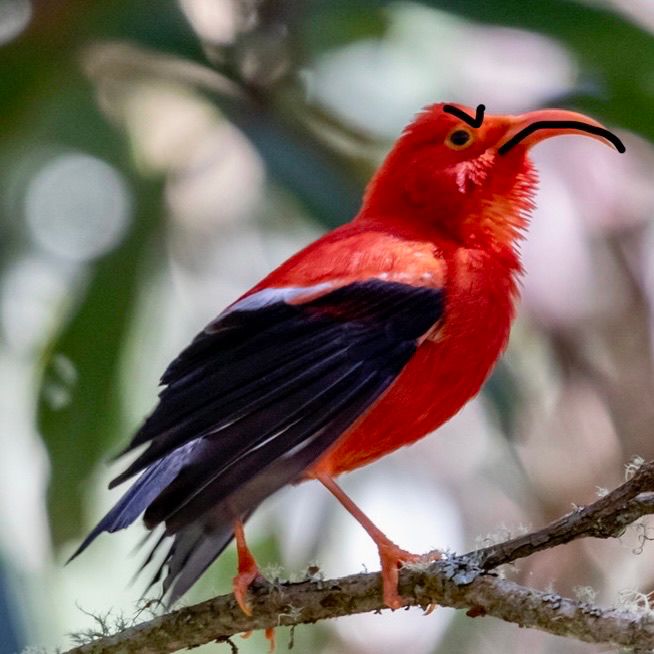 side photo of an ‘i’iwi (hawaiian honeycreeper) with hastily drawn-on frowny eyebrows and mouth emphasizing the downward curvature of its beak. 