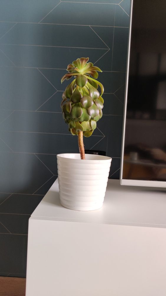 Petite plante grasse dans un pot blanc posé sur un meuble blanc à côté d'une télévision