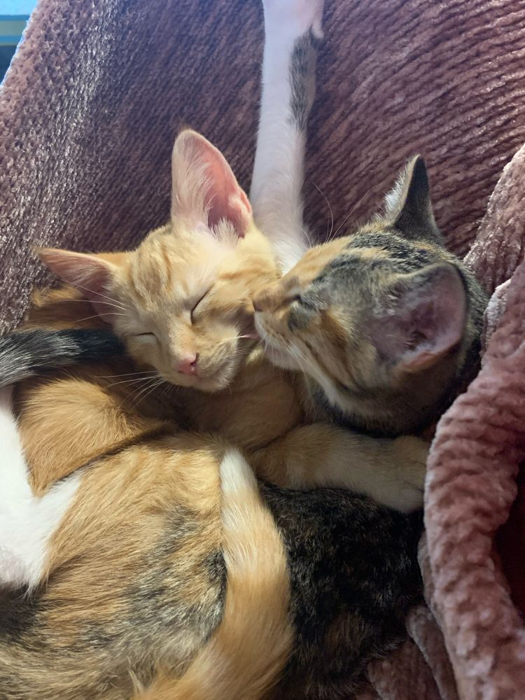 An orange kitten and a calico kitten are cuddling on a peach colored blanket and the calico is licking the orange kittens face.  