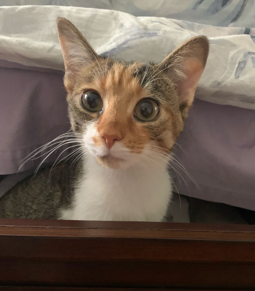 A small calico cat is peeking out of a drawer